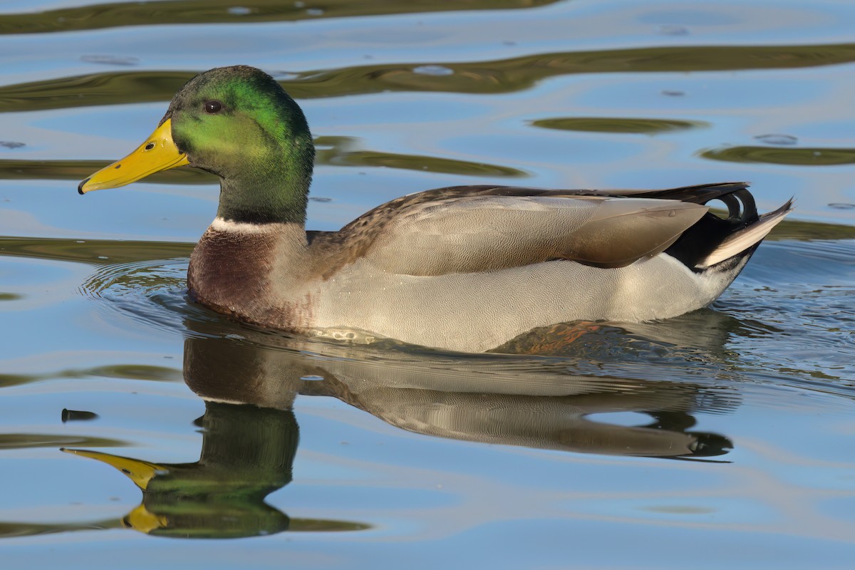 マガモ - ML644614342