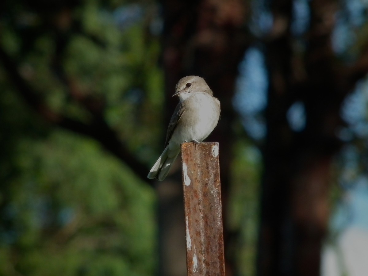 Avustalya Şakıcı Sinekkapanı - ML644614344