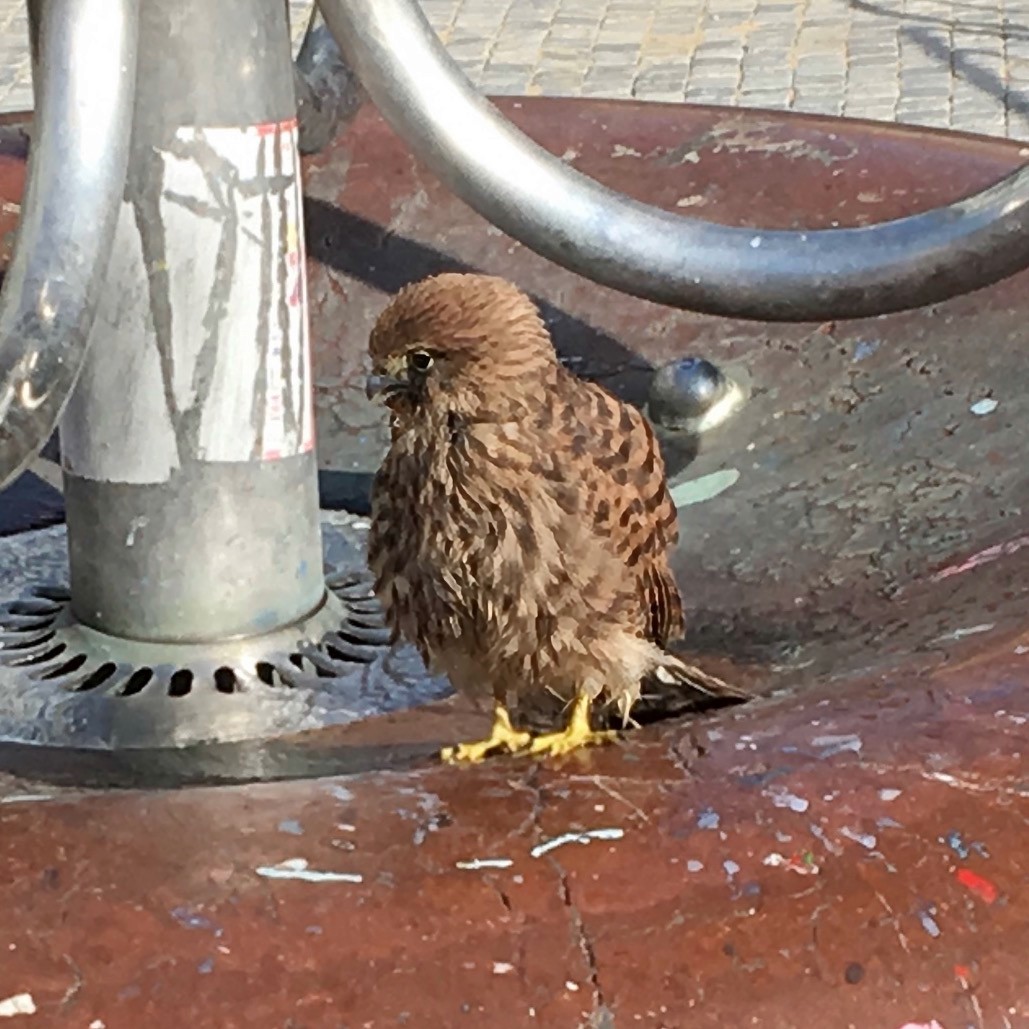 Turmfalke - ML644614363