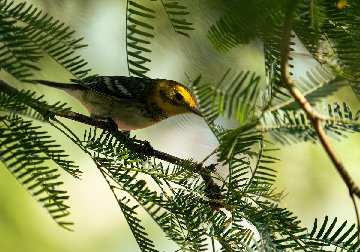 Paruline à tête jaune - ML644614364
