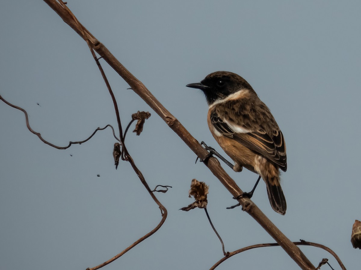 European Stonechat - ML644614368