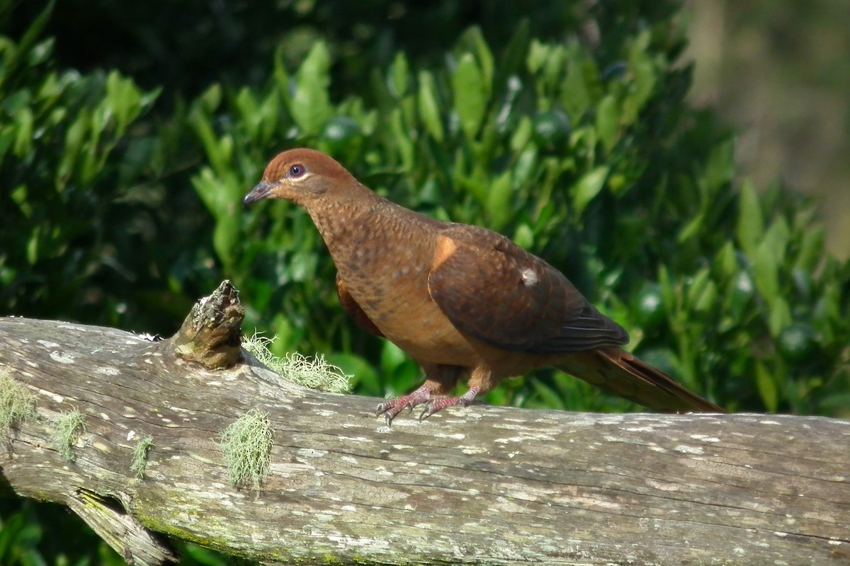 Brown Cuckoo-Dove - ML644614369