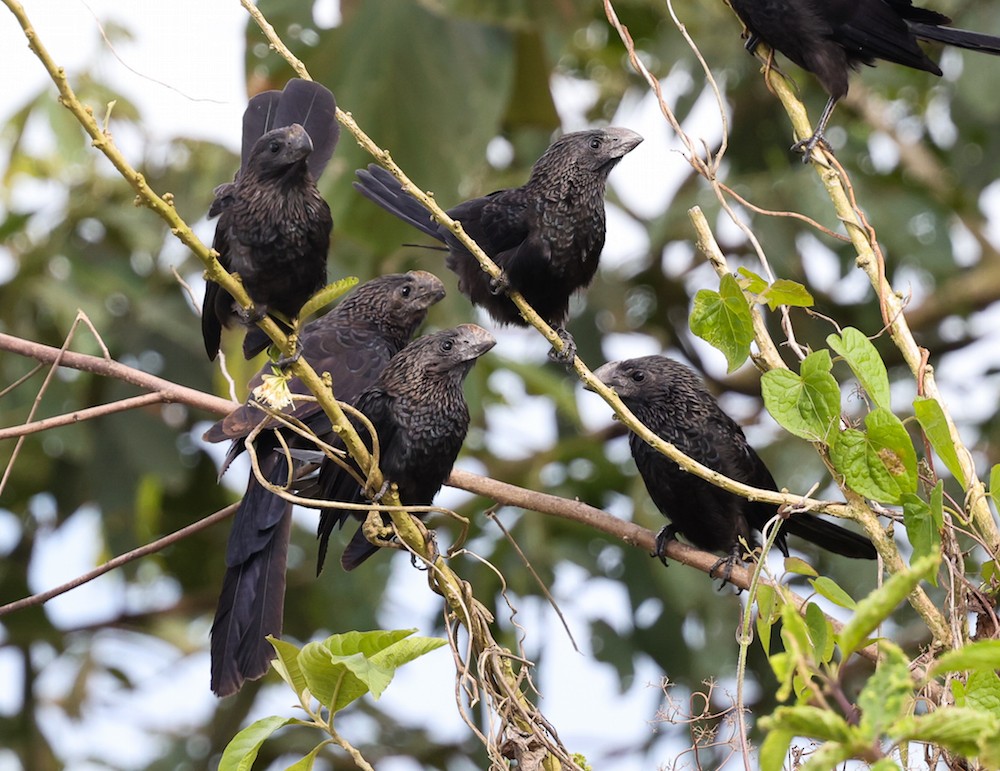 Smooth-billed Ani - ML644614375