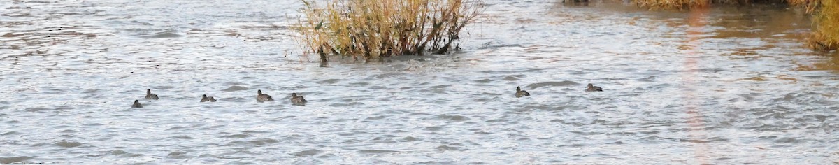 krikkand - ML644614376