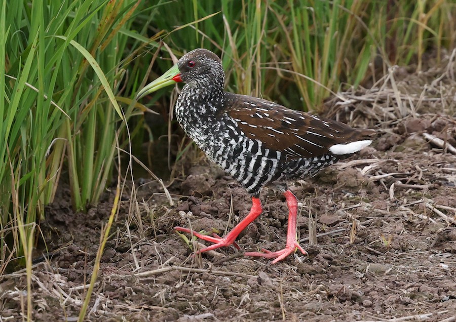 Spotted Rail - ML644614388