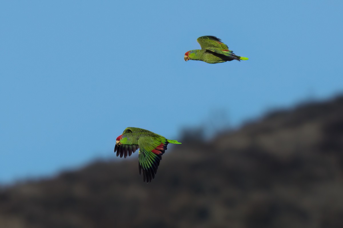 Red-crowned Amazon - ML644614405