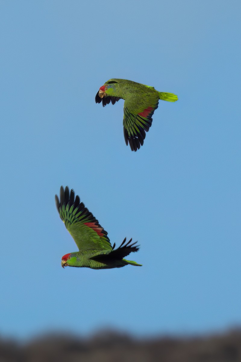 Red-crowned Amazon - ML644614406