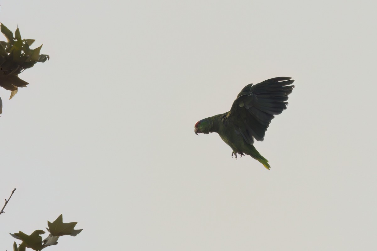 Red-crowned Amazon - ML644614407