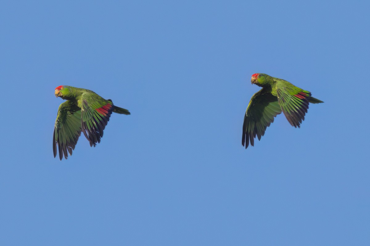 Red-crowned Amazon - ML644614411