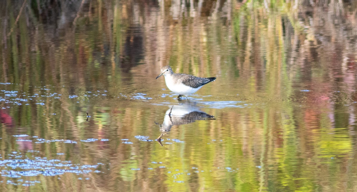Solitary Sandpiper - ML644614413