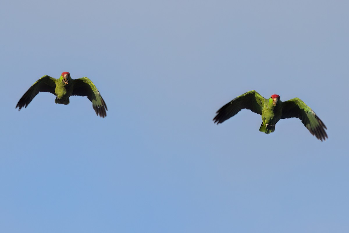 Red-crowned Amazon - ML644614415