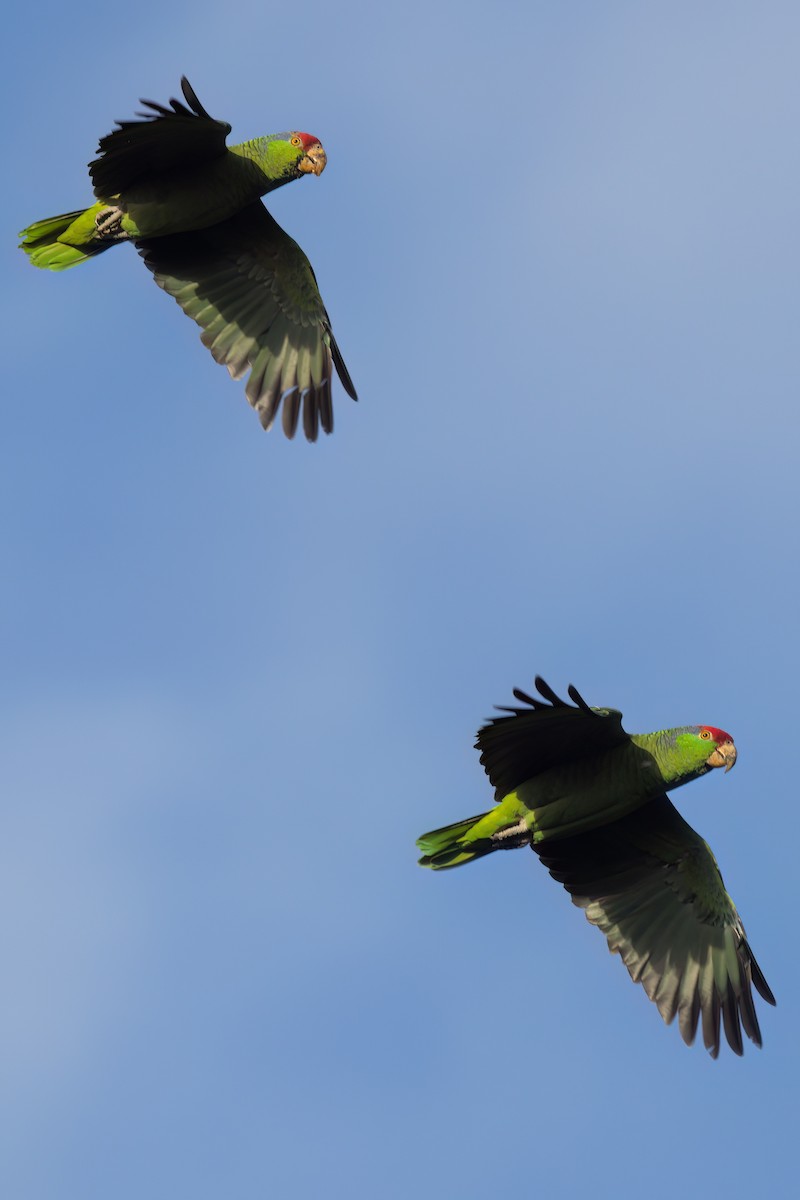 Red-crowned Amazon - ML644614417