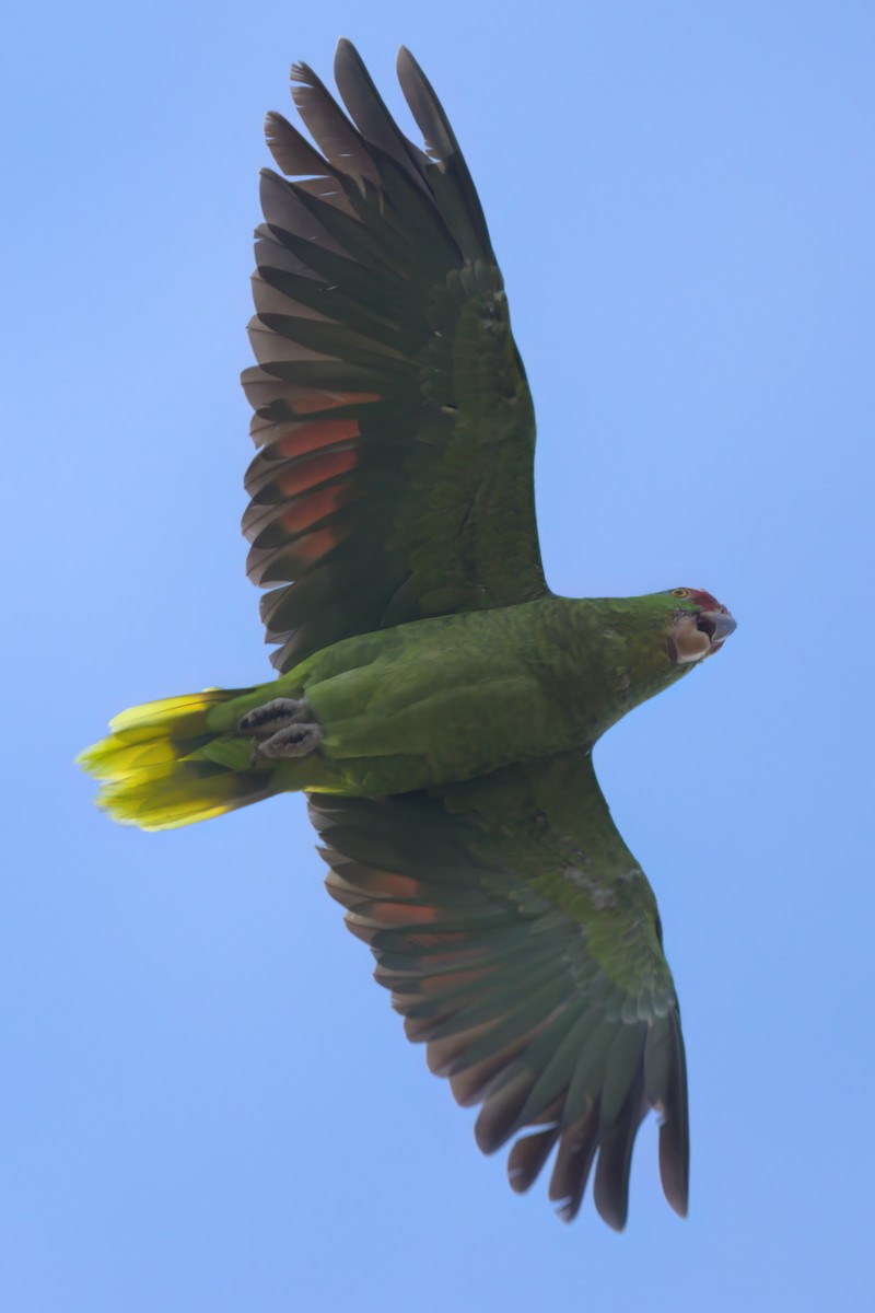 Red-crowned Amazon - ML644614418