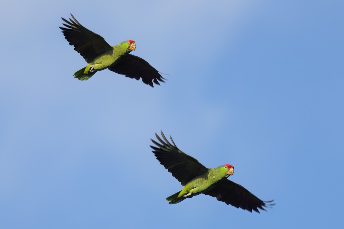 Red-crowned Amazon - ML644614419