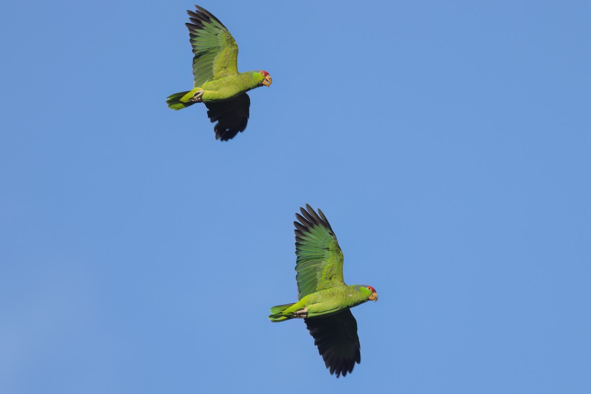 Red-crowned Amazon - ML644614420