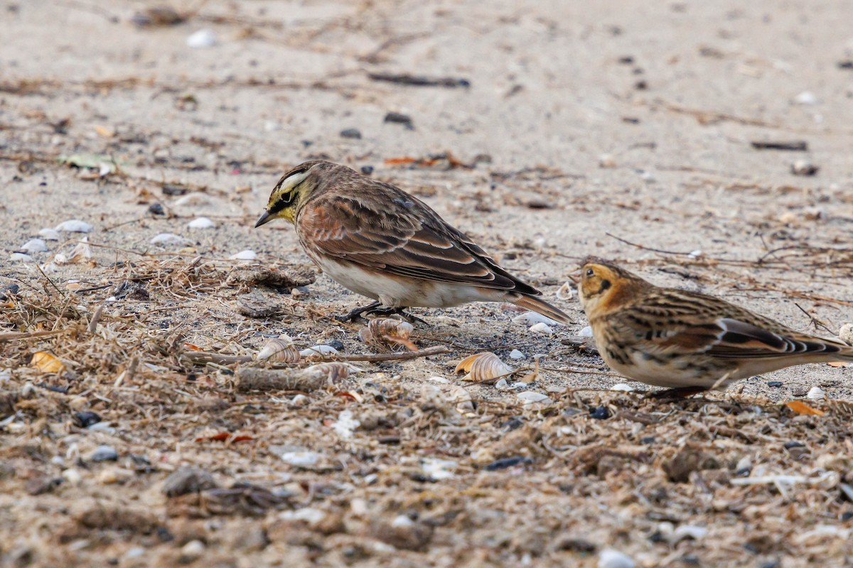 Horned Lark - ML644614424