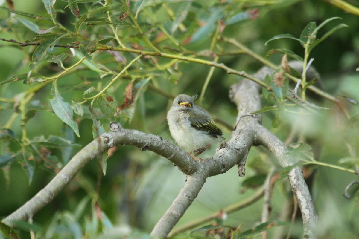 Willow Flycatcher - ML644614435