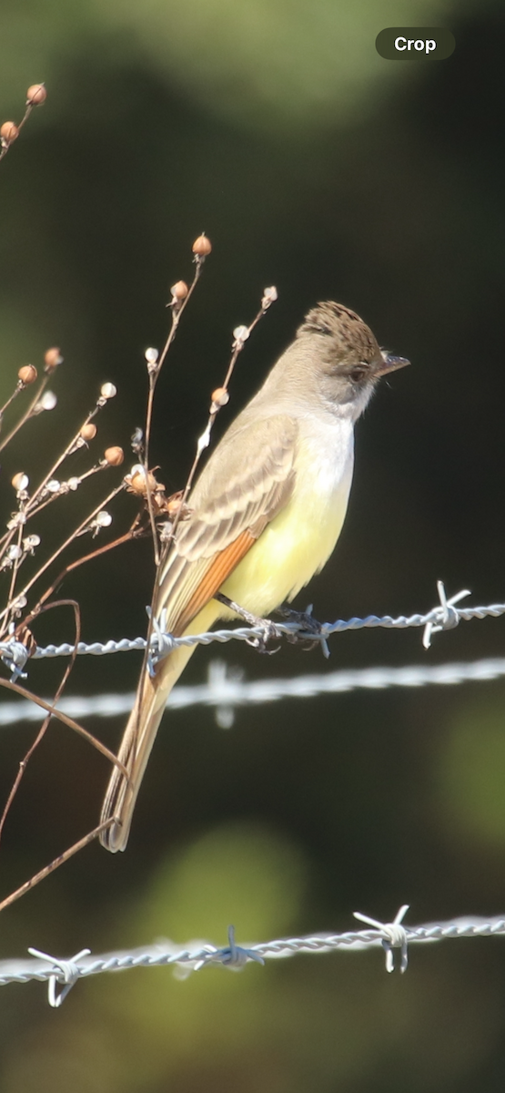 Ash-throated Flycatcher - ML644614439