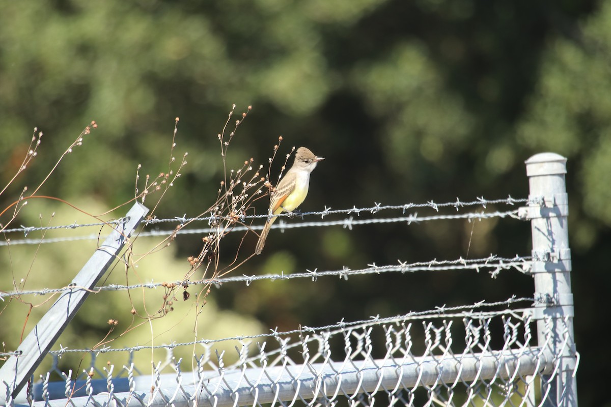 Ash-throated Flycatcher - ML644614440