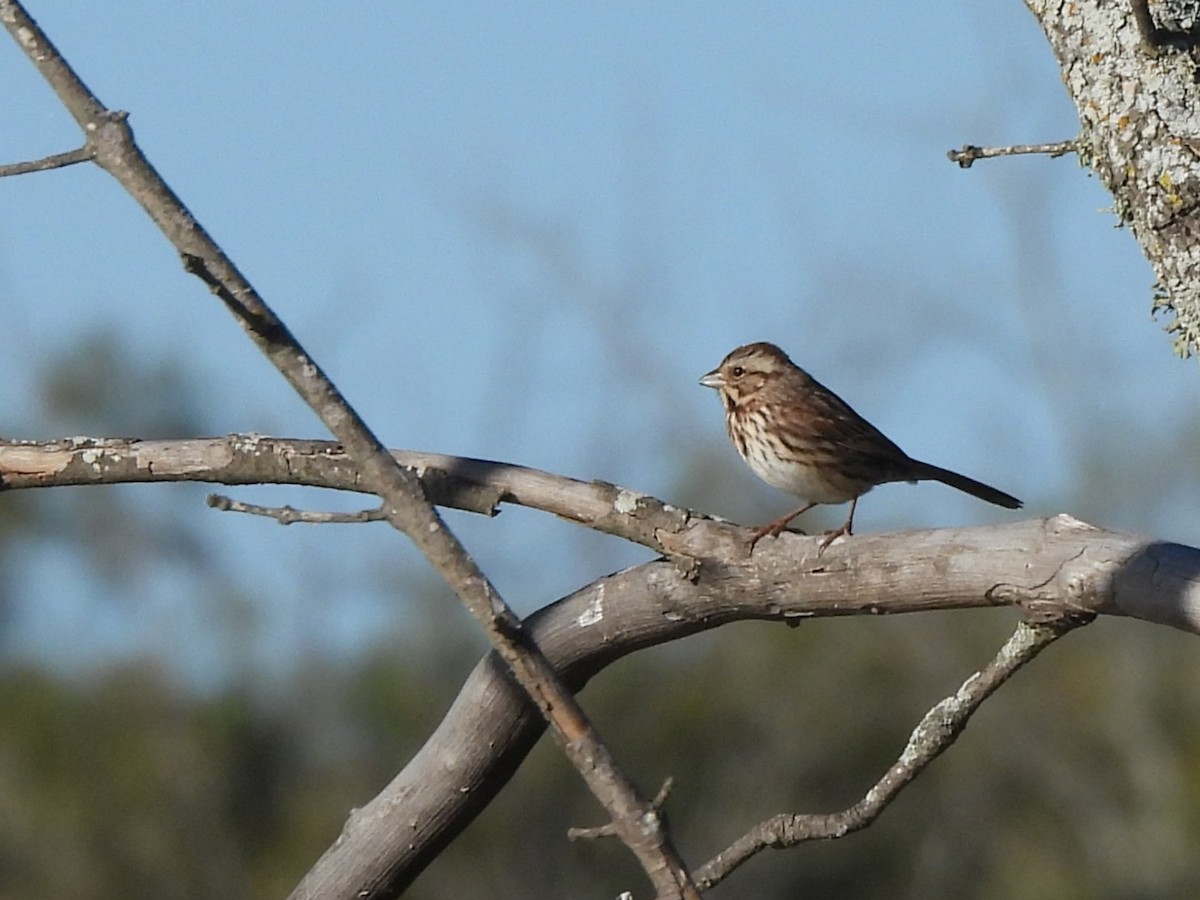 Song Sparrow - ML644614464