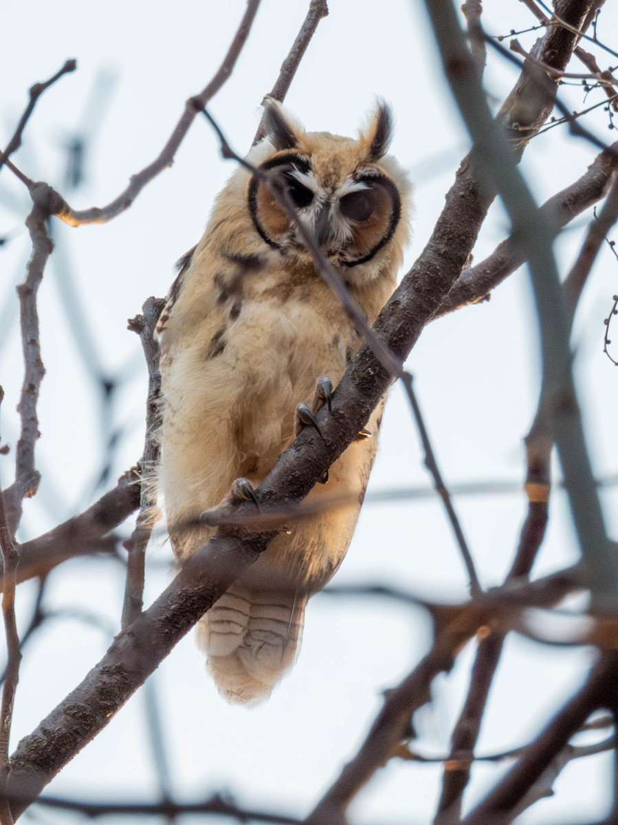 Striped Owl - ML644614466