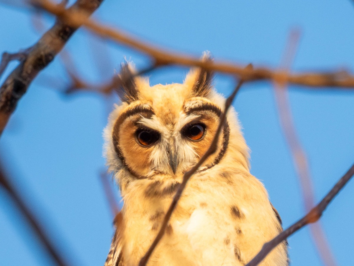 Striped Owl - ML644614467