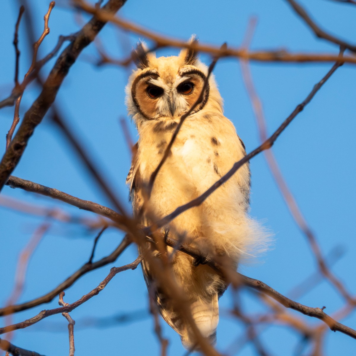 Striped Owl - ML644614468