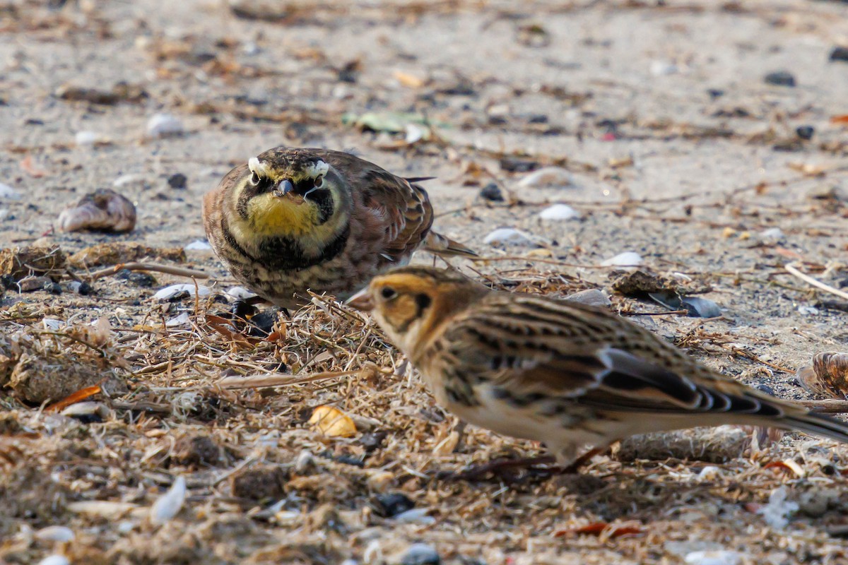 Horned Lark - ML644614490