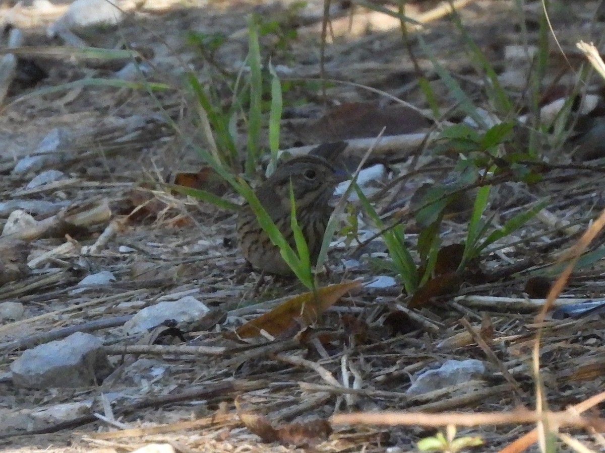 Lincoln's Sparrow - ML644614517