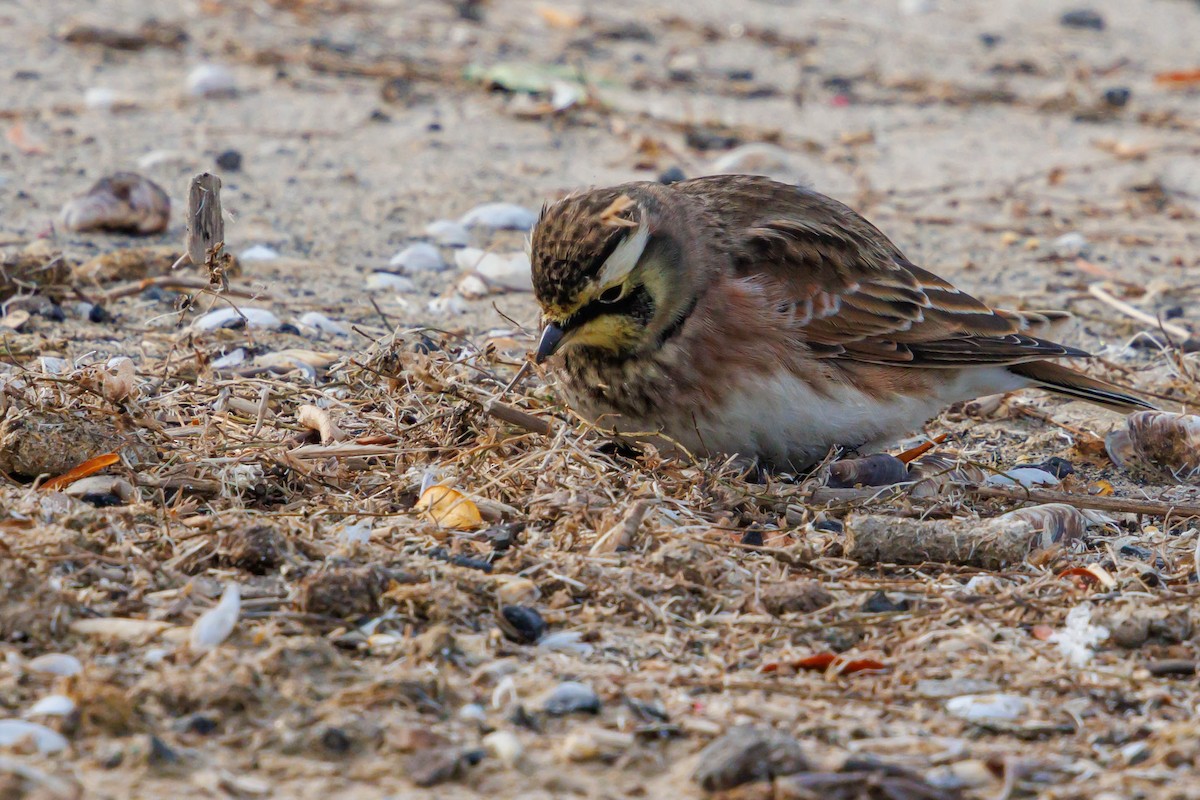 Horned Lark - ML644614546