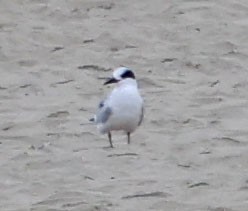 Sterne de Forster - ML644614554