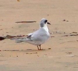 Sterne de Forster - ML644614555