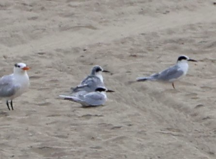 Sterne de Forster - ML644614556