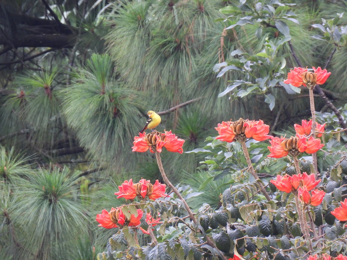 vestpiranga - ML644614558