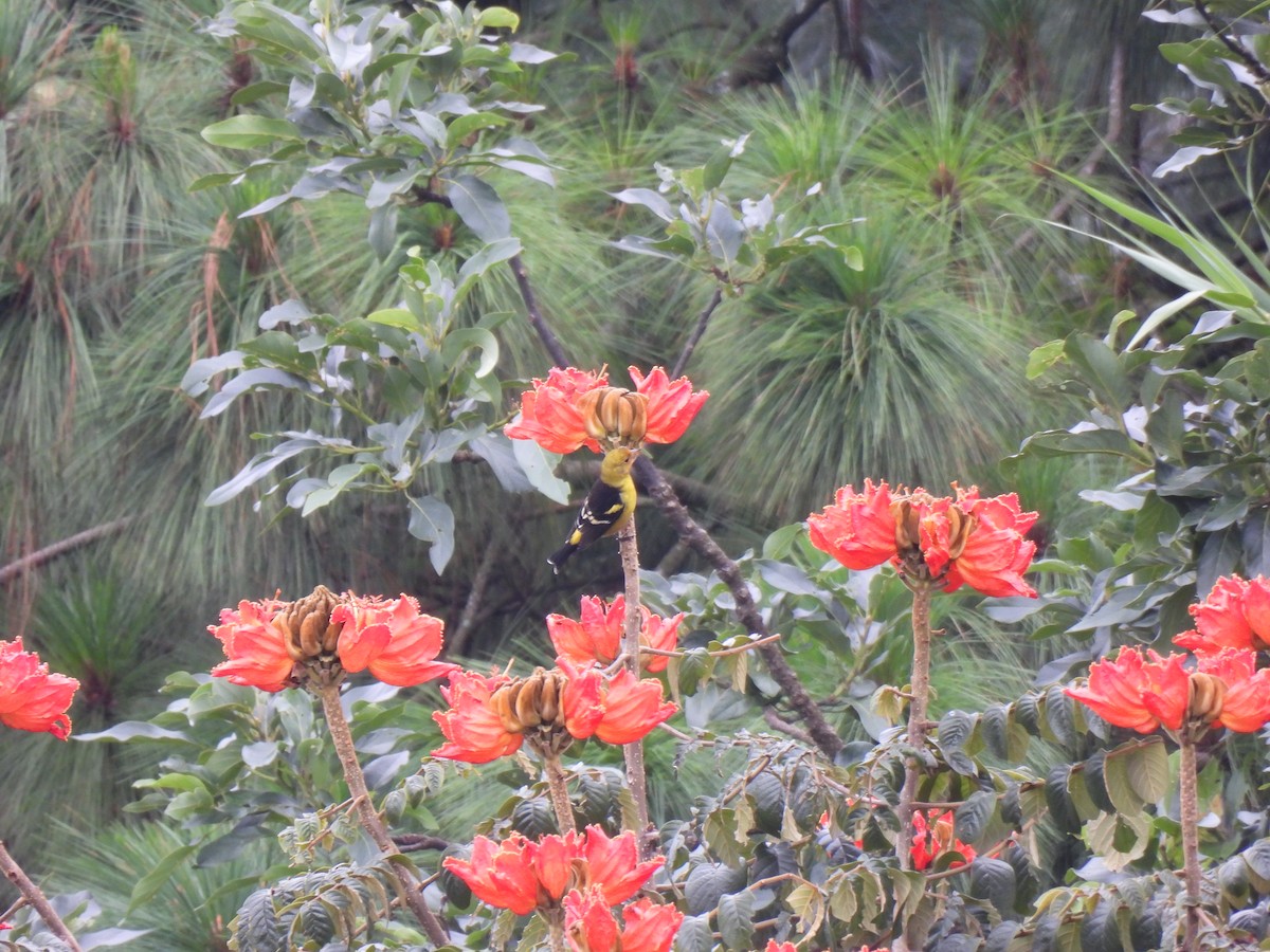 vestpiranga - ML644614559