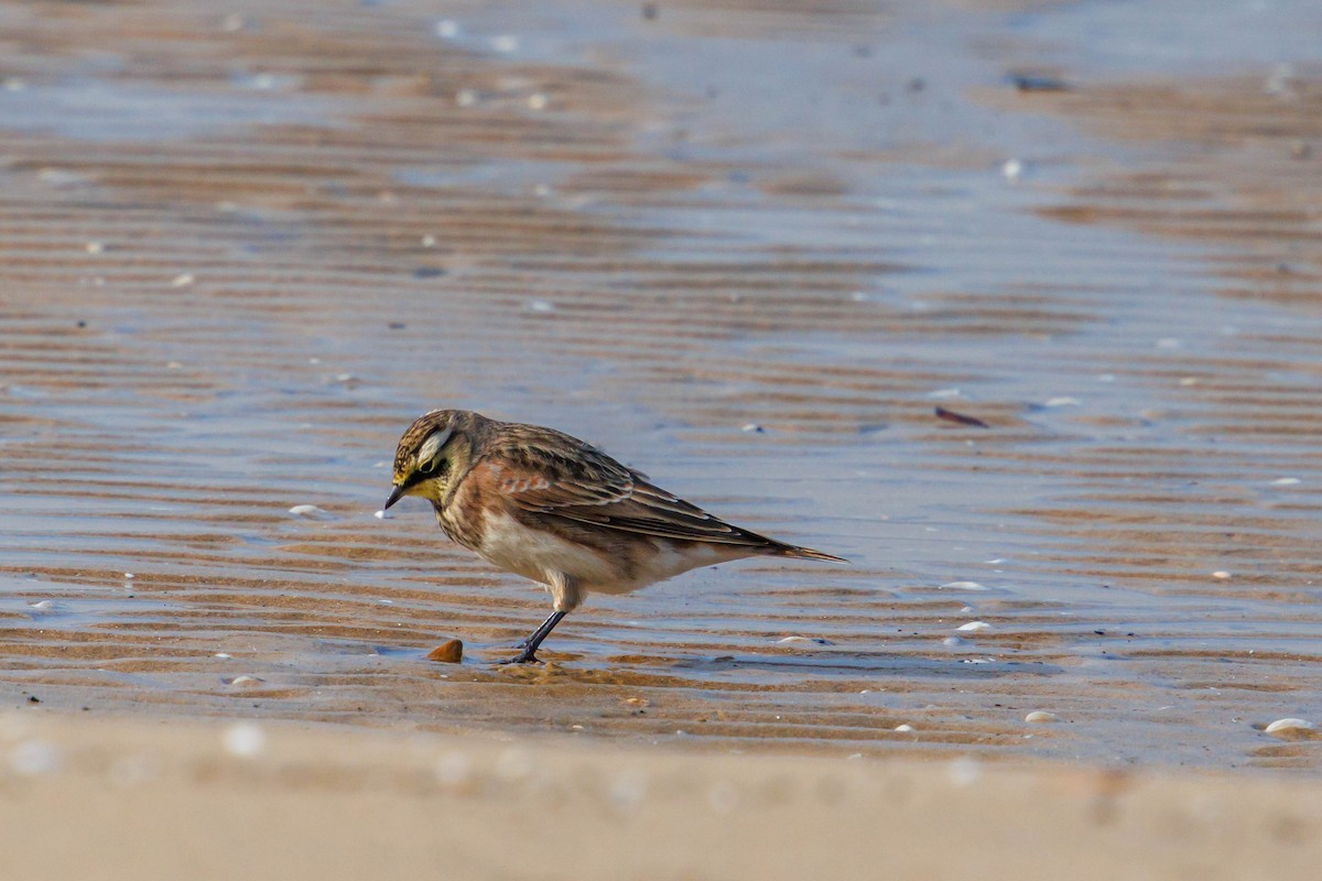Horned Lark - ML644614561