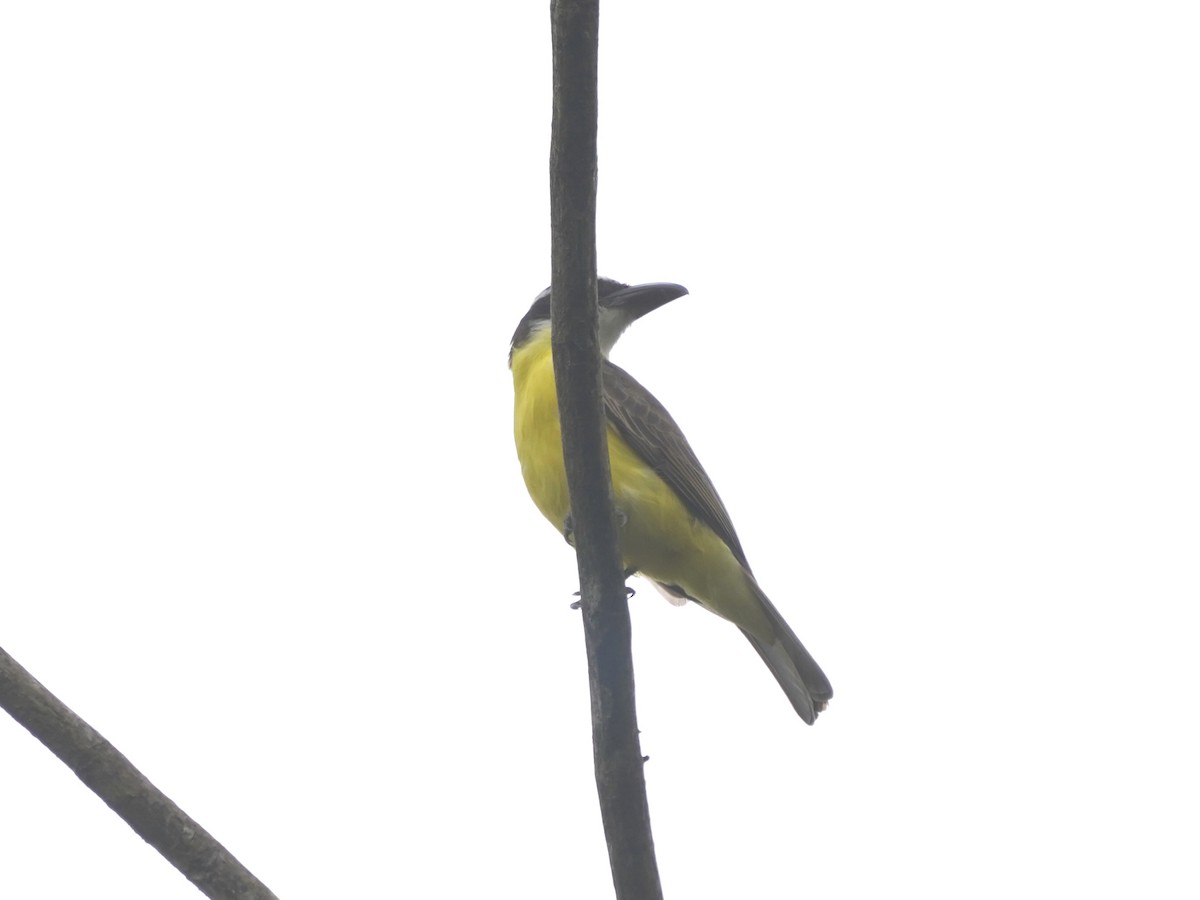 Boat-billed Flycatcher - ML644614580