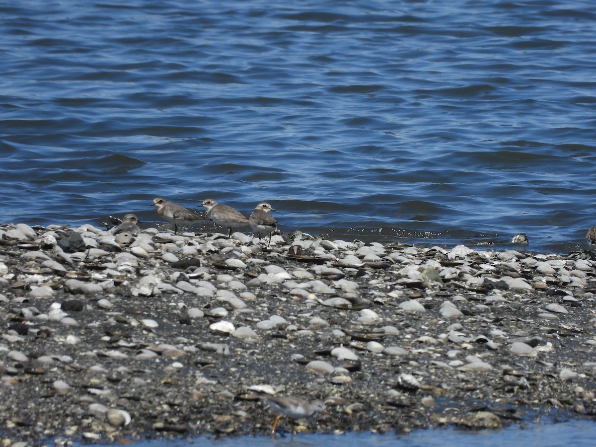 Kolyma-/Tibet-/Wüstenregenpfeifer - ML644614583