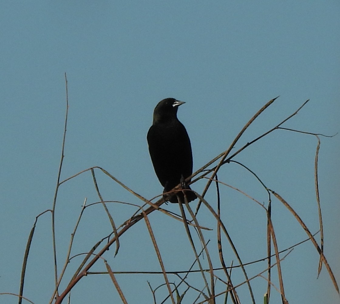 Red-winged Blackbird - ML644614590