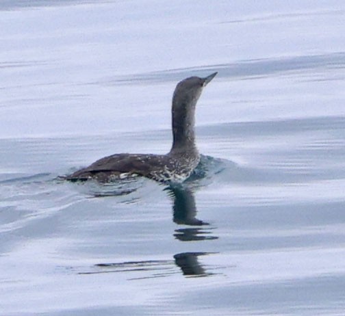 Plongeon catmarin - ML644614596