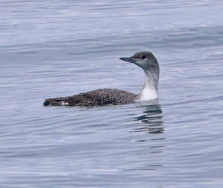 Plongeon catmarin - ML644614597