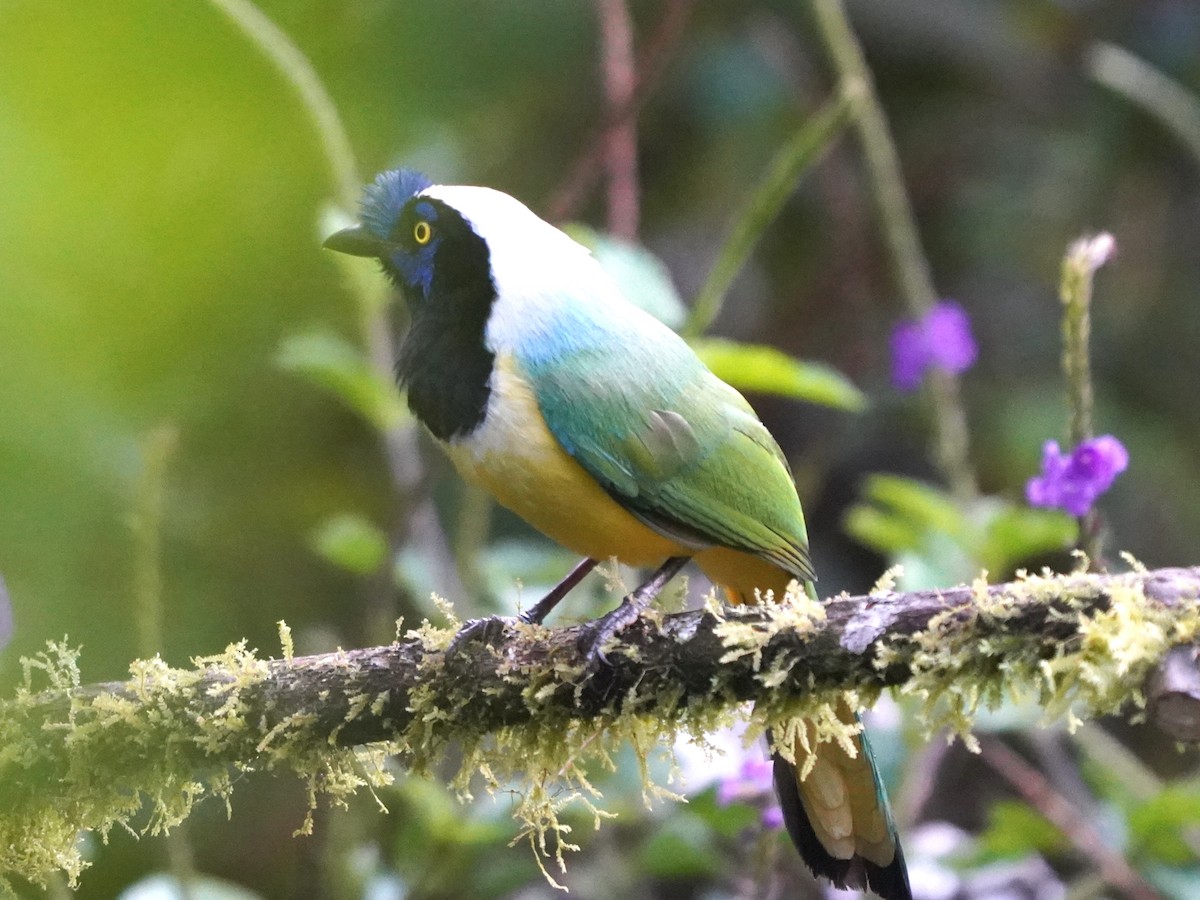 Green Jay - ML644614602