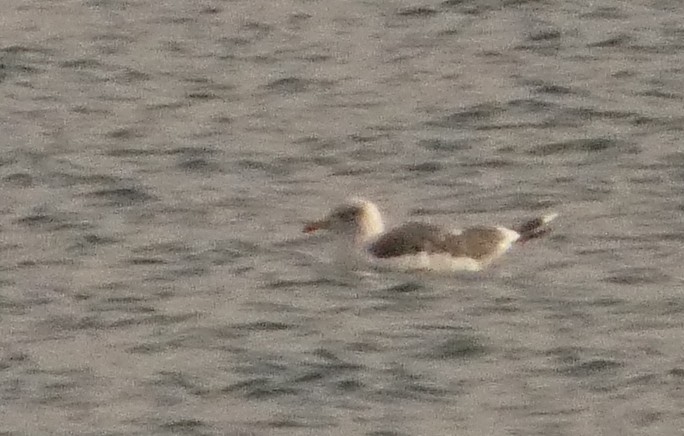 Heringsmöwe (graellsii) - ML644614616