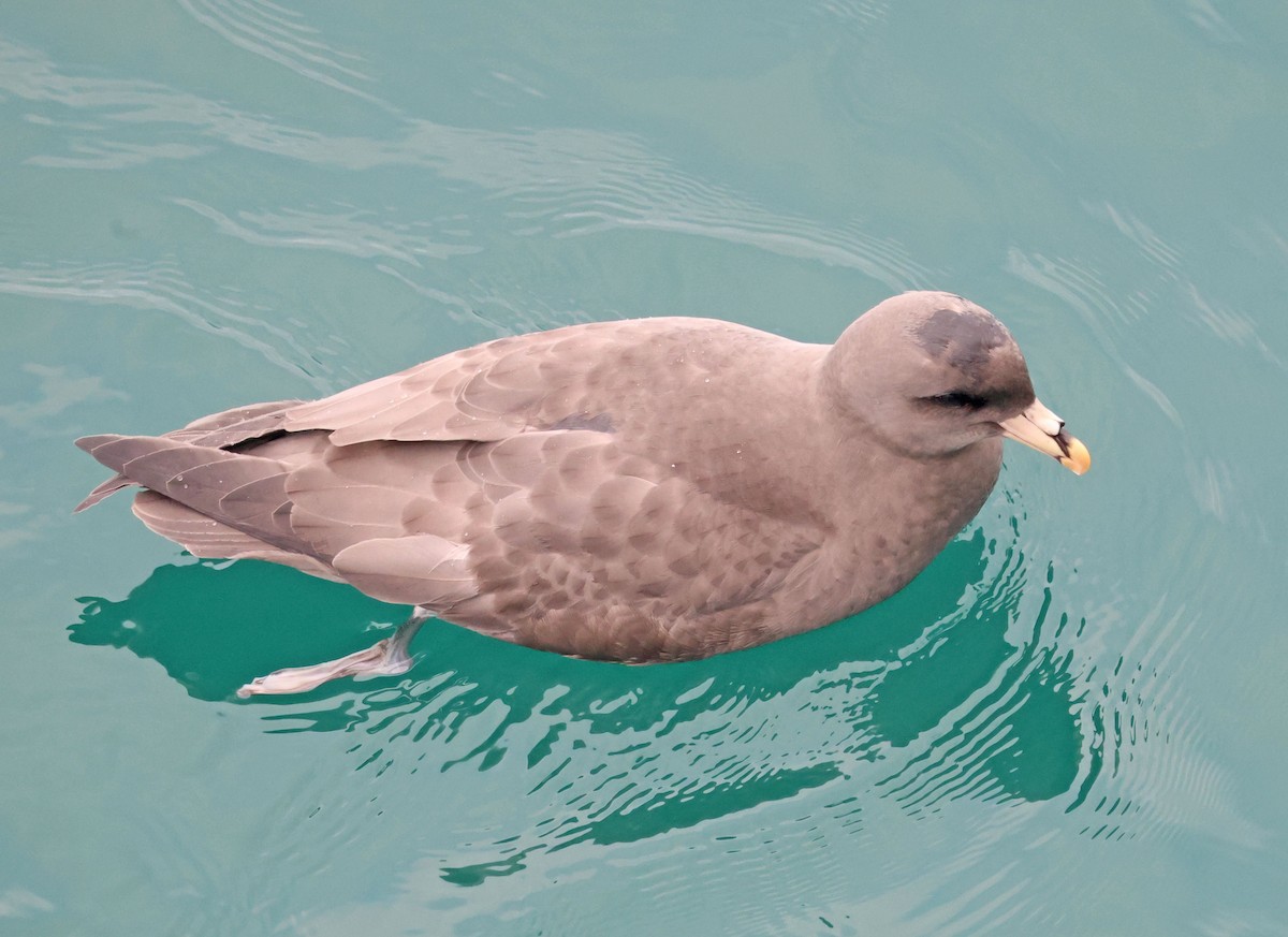 סערון שחפי - ML644614627