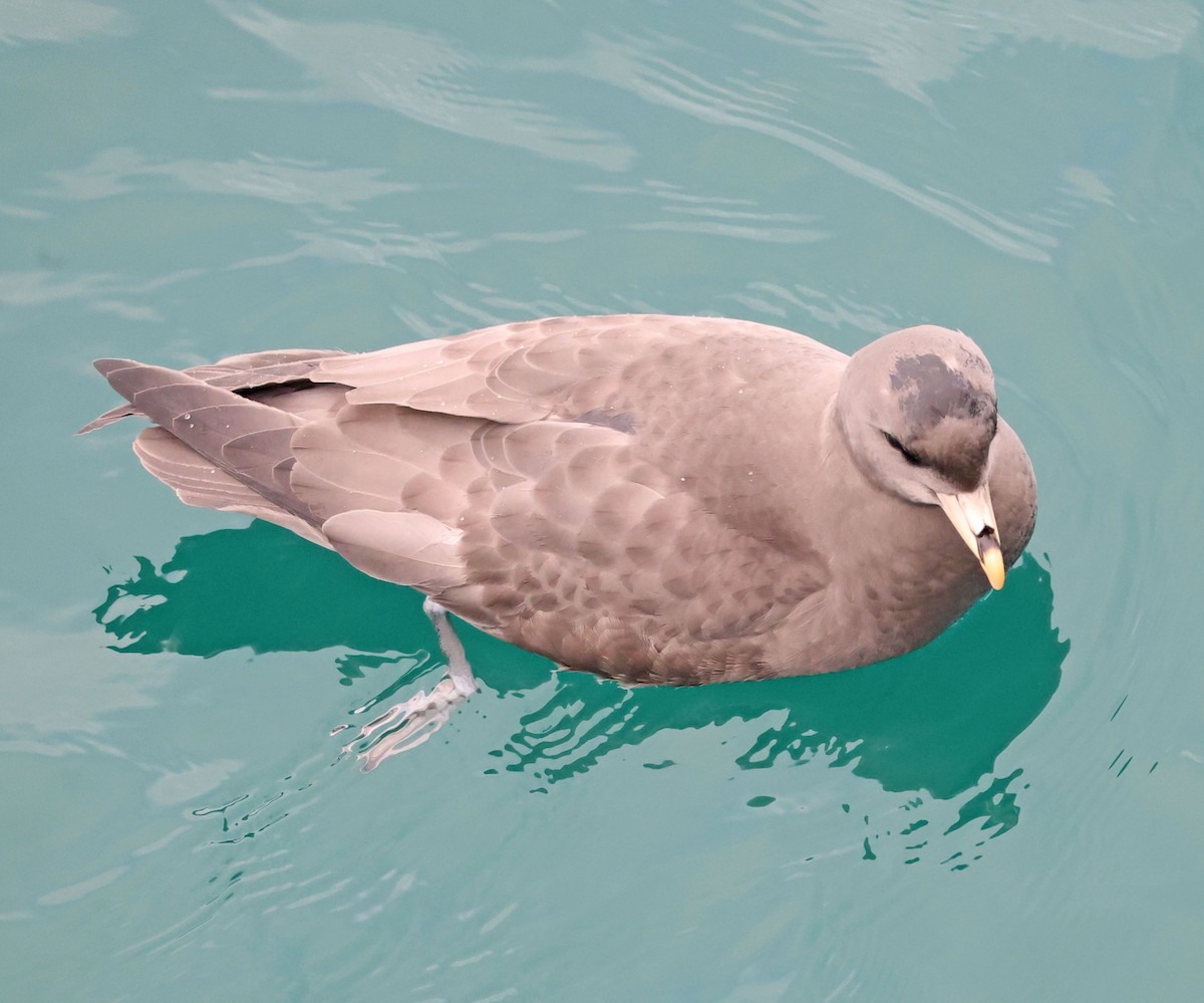 סערון שחפי - ML644614628