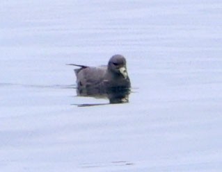 סערון שחפי - ML644614629