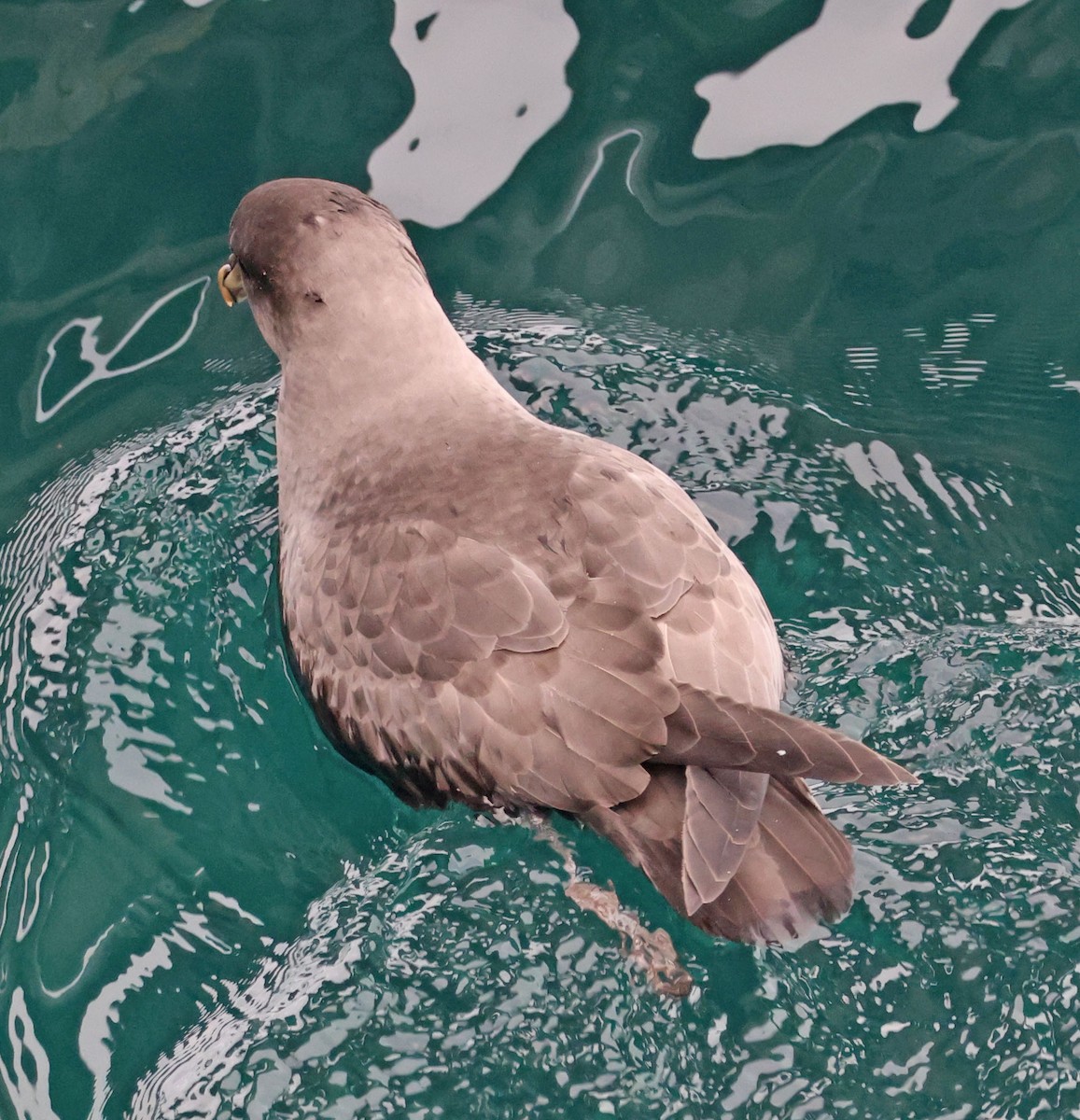 סערון שחפי - ML644614630