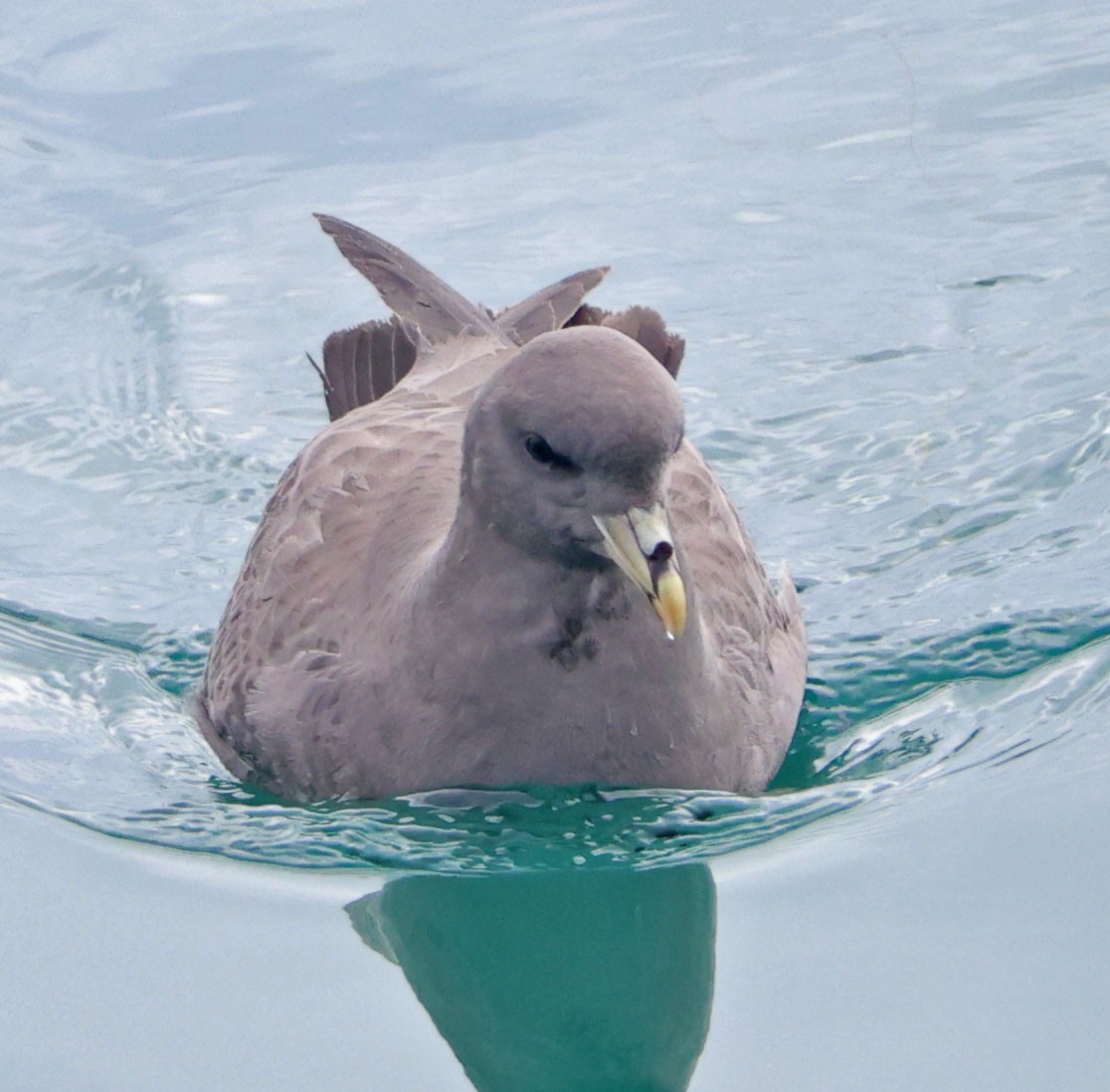 סערון שחפי - ML644614631