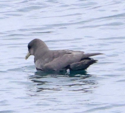 סערון שחפי - ML644614632