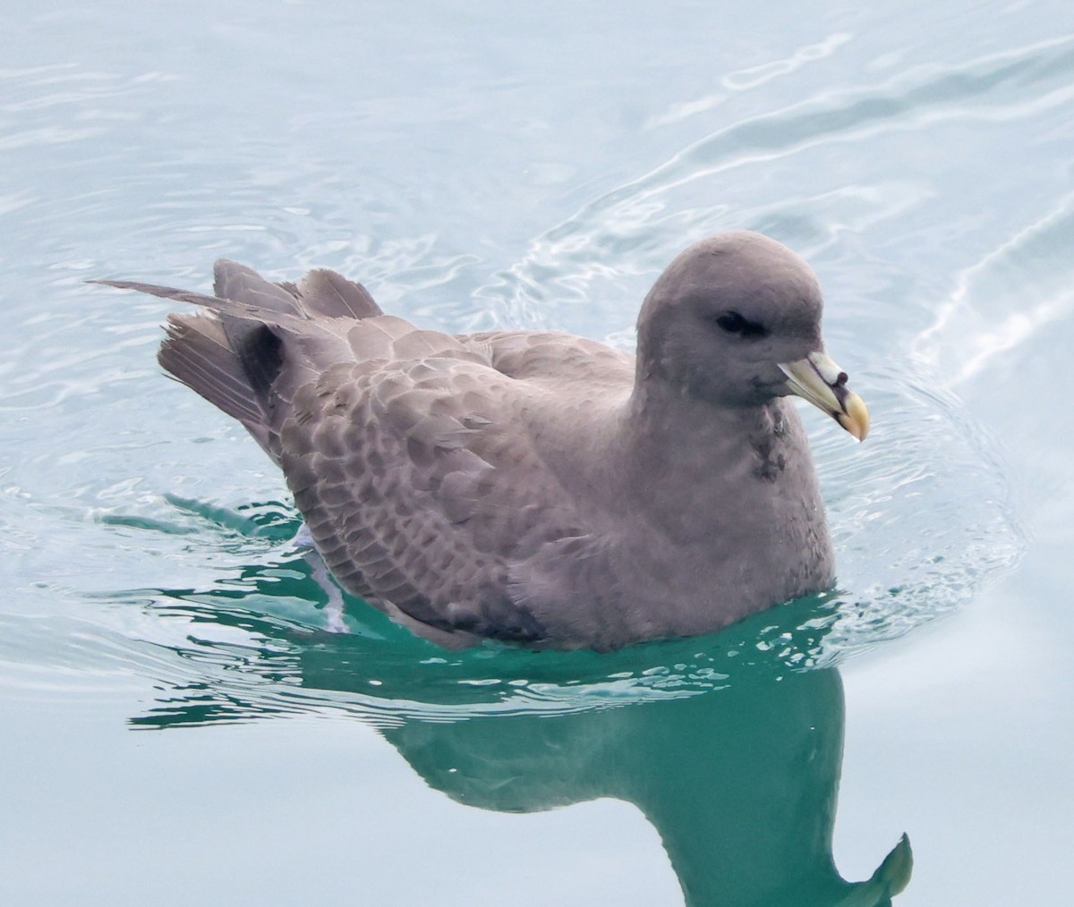 סערון שחפי - ML644614633